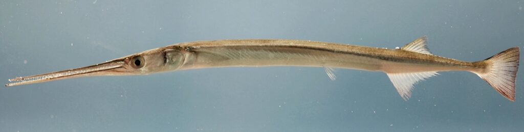 Atlantic Needlefish (Strongylura marina) |commons:File:Strongylura marina.jpg