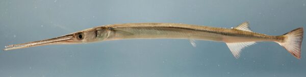 Atlantic Needlefish (Strongylura marina) |commons:File:Strongylura marina.jpg