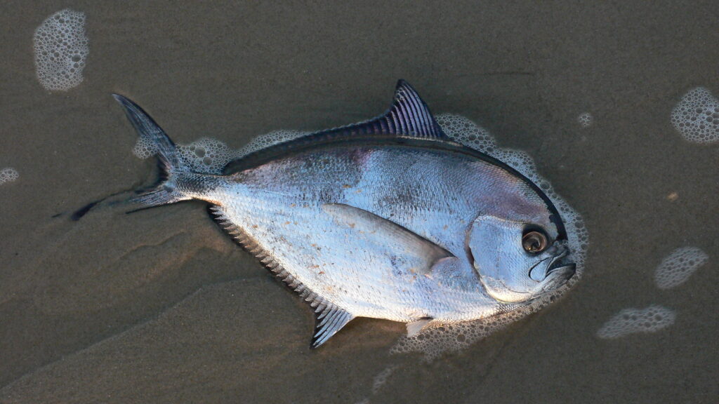 Atlantic Pomfret (Brama brama) |commons:File:Brachsenmakrele (Brama Brama) 22.12.2008 Strand von Callantsoog Nord Holland.JPG