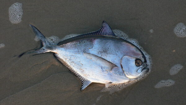 Atlantic Pomfret (Brama brama) |commons:File:Brachsenmakrele (Brama Brama) 22.12.2008 Strand von Callantsoog Nord Holland.JPG
