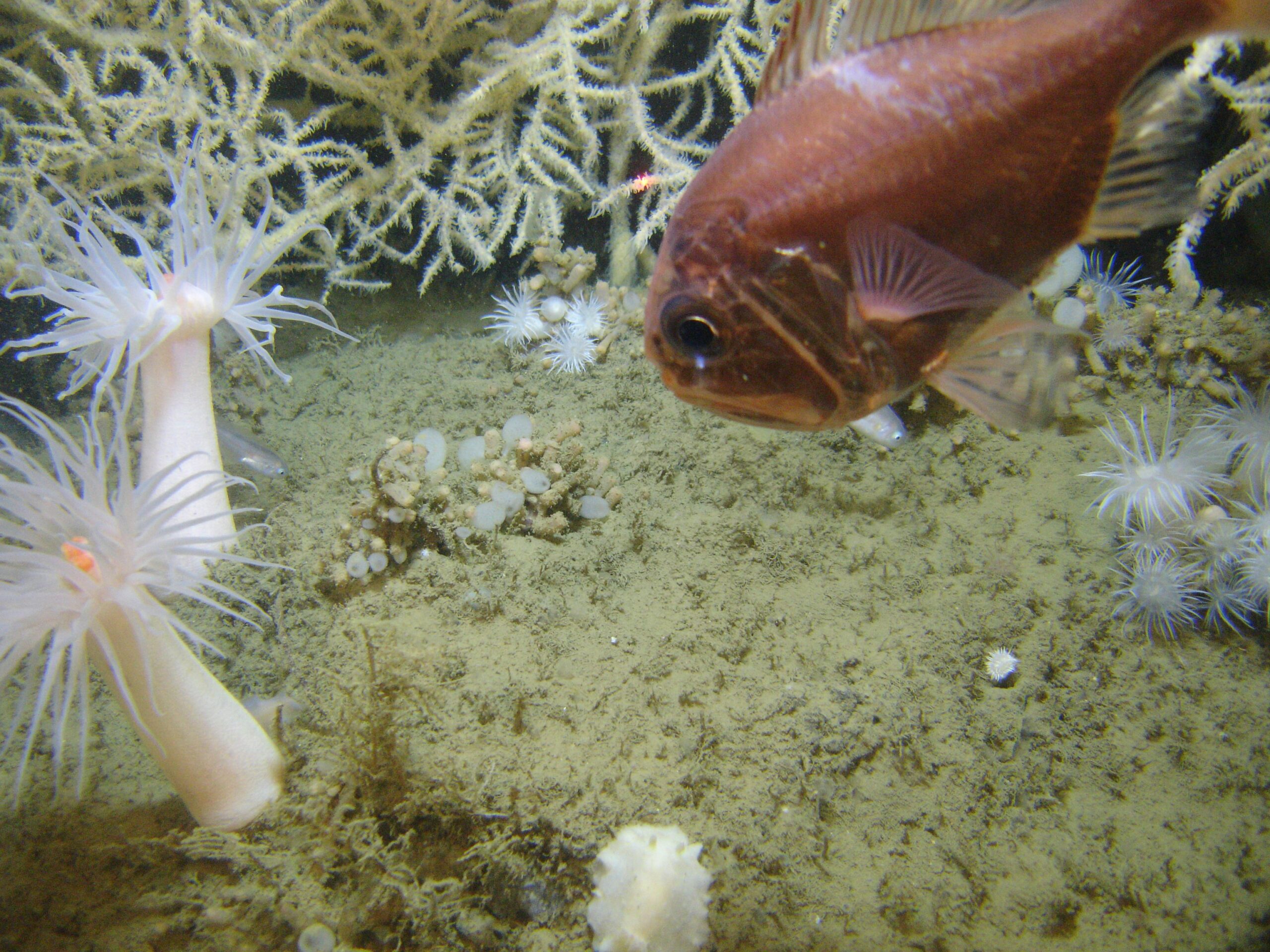 Atlantic Roughy (Hoplostethus occidentalis) |commons:File:Hoplostethus occidentalis.jpg