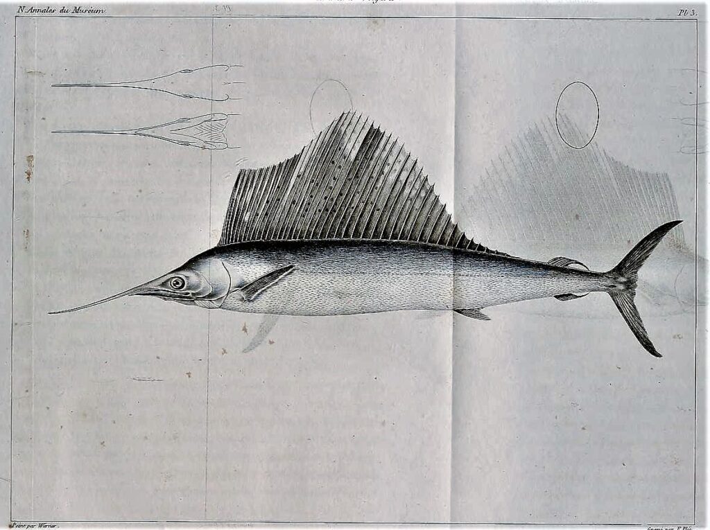 Atlantic Sailfish (Istiophorus albicans) |commons:File:Istiophorus albicans Werner.jpg