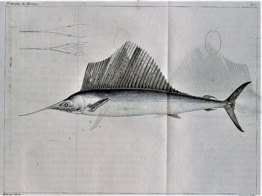 Atlantic Sailfish (Istiophorus albicans) |commons:File:Istiophorus albicans Werner.jpg