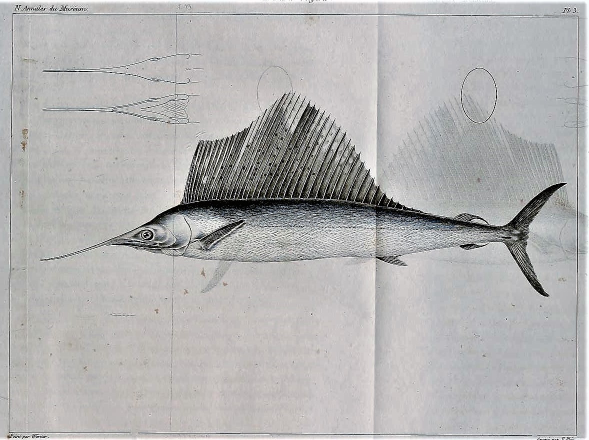 Atlantic Sailfish (Istiophorus albicans) |commons:File:Istiophorus albicans Werner.jpg