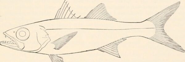 Atlantic scombrops (Scombrops oculatus) |commons:File:Scombrops oculatus.jpg