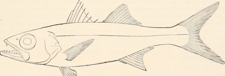 Atlantic scombrops (Scombrops oculatus) |commons:File:Scombrops oculatus.jpg
