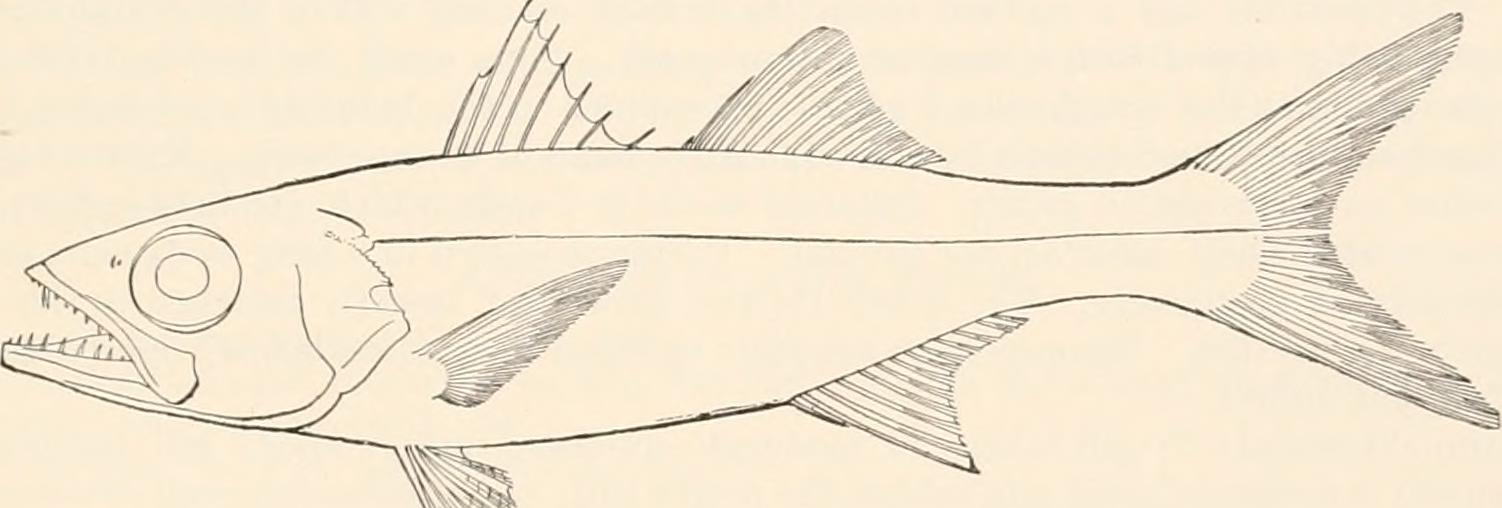 Atlantic scombrops (Scombrops oculatus) |commons:File:Scombrops oculatus.jpg