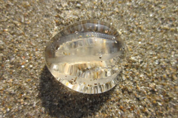 Atlantic sea gooseberry Pleurobrachia pileus