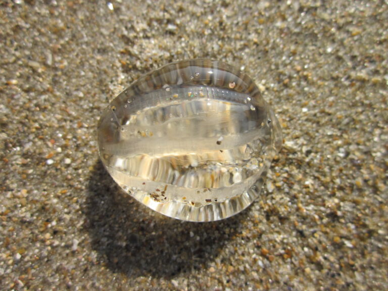 Atlantic sea gooseberry Pleurobrachia pileus