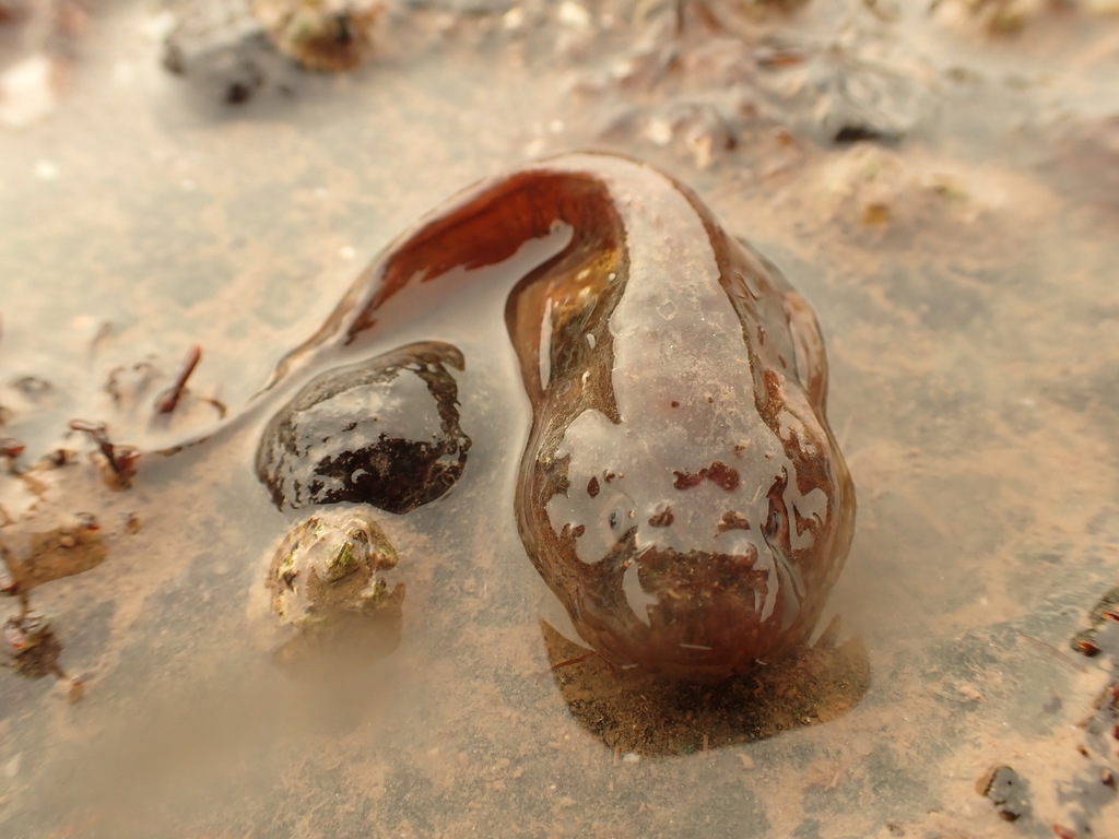 Atlantic Seasnail (Liparis atlanticus) |commons:File:Liparis atlanticus.jpg