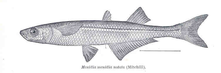 Atlantic Silverside (Menidia menidia) |commons:File:FMIB 33760 Menidia menidia notata (Mitchill).jpeg