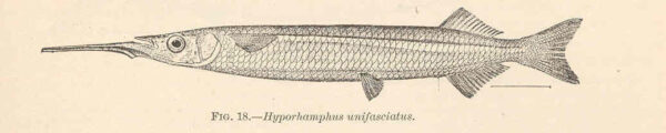Atlantic Silverstripe Halfbeak (Hyporhamphus unifasciatus) |commons:File:FMIB 38057 Hyporhamphus unifasciatus (Ranzani) 'Balaju'; Escribano.jpeg
