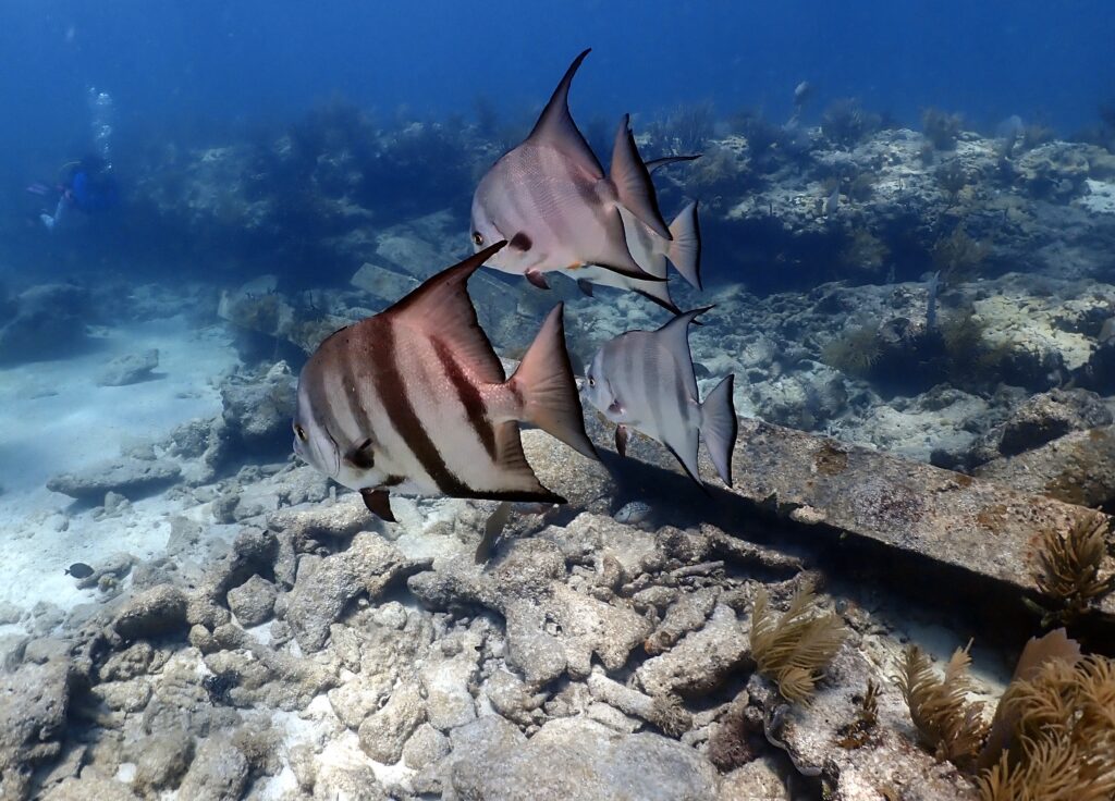 Atlantic Spadefish (Chaetodipterus faber) |commons:File:Atlantic spadefish (Chaetodipterus faber) - 52930395996.jpg