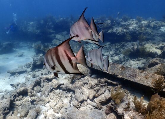 Atlantic Spadefish (Chaetodipterus faber) |commons:File:Atlantic spadefish (Chaetodipterus faber) - 52930395996.jpg