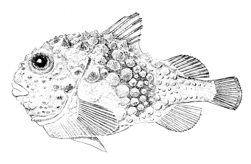 Atlantic Spiny Lumpsucker (Eumicrotremus spinosus) |commons:File:Eumicrotremus spinosus.jpg