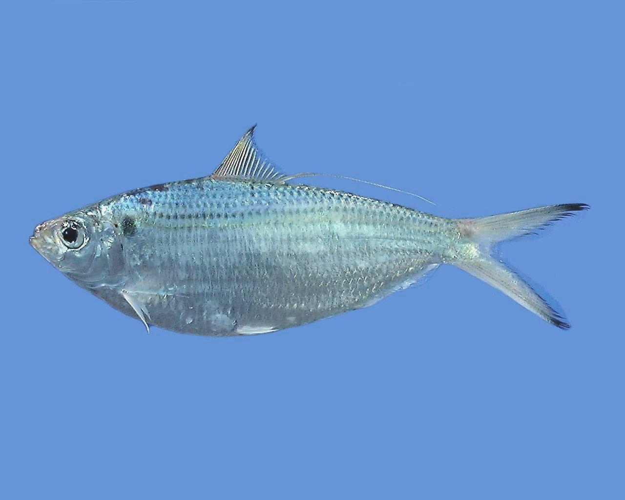 Atlantic Thread Herring (Opisthonema oglinum) |commons:File:Opisthonema oglinum.jpg