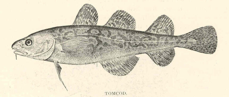 Atlantic Tomcod (Microgadus tomcod) |commons:File:FMIB 41877 Tomcod (Microgadus tomcod Walbaum).jpeg