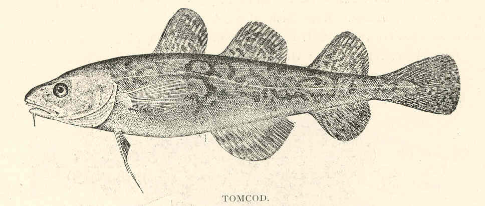 Atlantic Tomcod (Microgadus tomcod) |commons:File:FMIB 41877 Tomcod (Microgadus tomcod Walbaum).jpeg