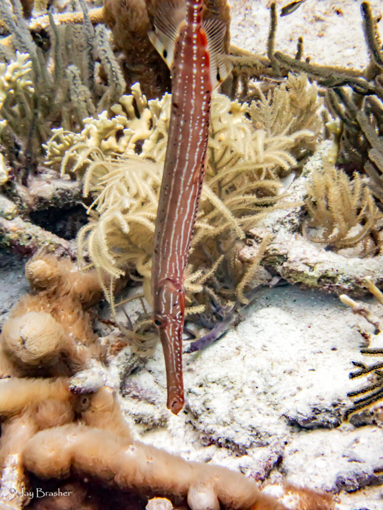 Atlantic Trumpetfish (Aulostomus maculatus) |commons:File:Aulostomus maculatus 331536643.jpg