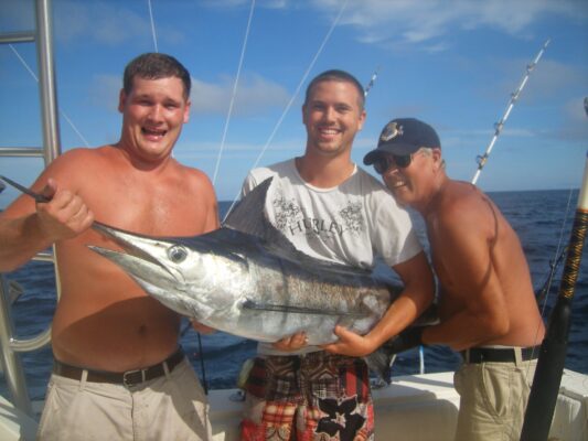 Atlantic White Marlin (Kajikia albida) |commons:File:White Marlin - Kajikia albida.jpg