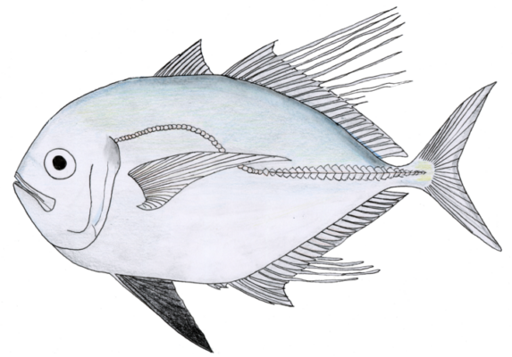 Atropus atropos (Atropus atropos) |commons:File:Atropus atropos.png