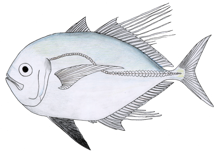 Atropus atropos (Atropus atropos) |commons:File:Atropus atropos.png