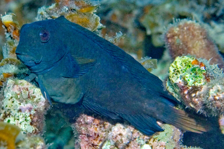 Atrosalarias holomelas (Atrosalarias holomelas) |commons:File:Atrosalarias holomelas.jpg