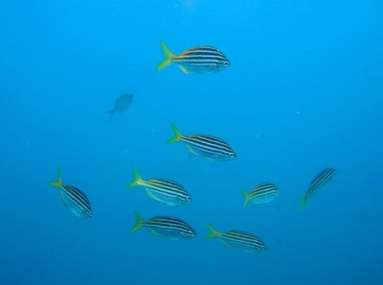 Atypichthys strigatus (Atypichthys strigatus) |commons:File:Atypichthys strigatus.jpg