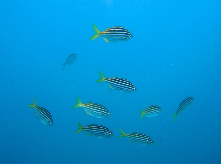 Atypichthys strigatus (Atypichthys strigatus) |commons:File:Atypichthys strigatus.jpg