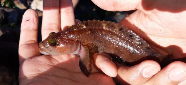 Auchenionchus crinitus (Auchenionchus crinitus) |commons:File:Auchenionchus crinitus.jpg