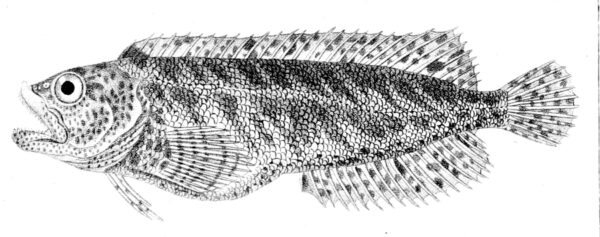 Auchenionchus variolosus (Auchenionchus variolosus) |commons:File:Auchenionchus variolosus.jpg