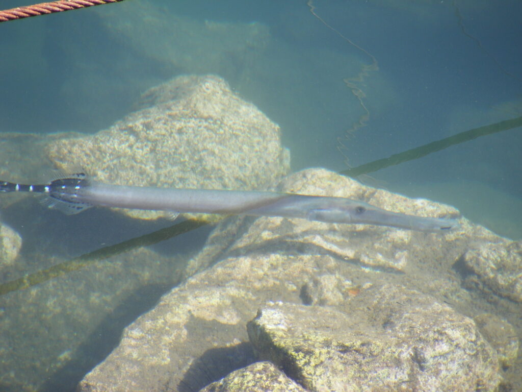 Aulostomus strigosus (Aulostomus strigosus) |commons:File:Atlantic Trumpetfish Aulostomus strigosus.jpg