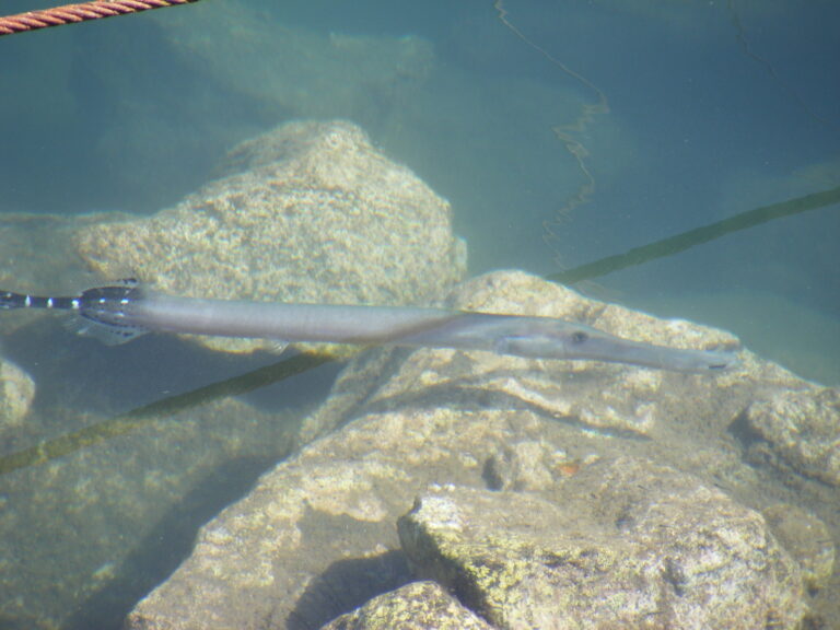 Aulostomus strigosus (Aulostomus strigosus) |commons:File:Atlantic Trumpetfish Aulostomus strigosus.jpg