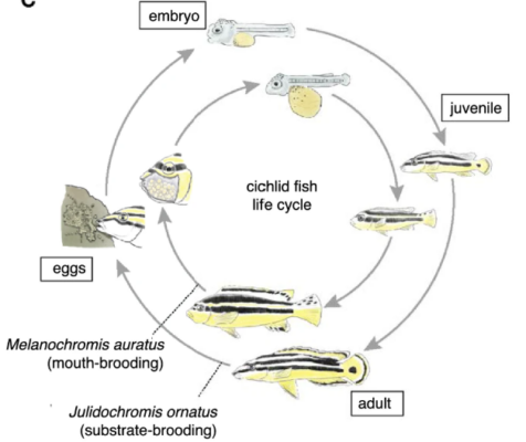 Auratus Cichlid (Melanochromis auratus) |commons:File:Life Cycle of Julidochromis ornatus and Melanochromis auratus.png