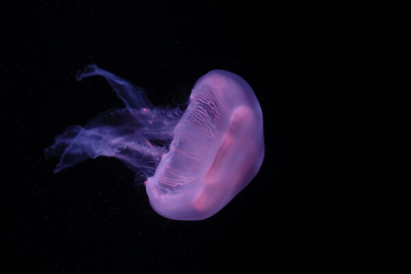 Aurelia Denizanası Aurelia labiata