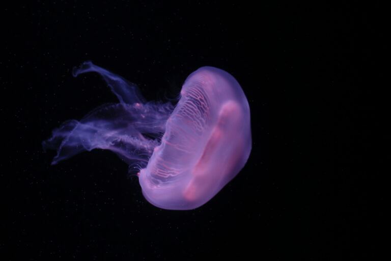 Aurelia Denizanası Aurelia labiata