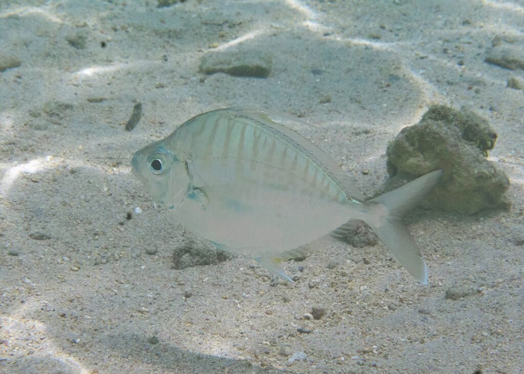 Aurigequula fasciata (Aurigequula fasciata) |commons:File:Aurigequula fasciata.jpg