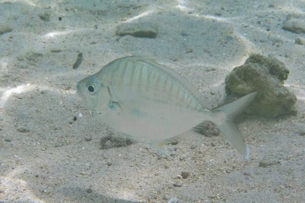 Aurigequula fasciata (Aurigequula fasciata) |commons:File:Aurigequula fasciata.jpg