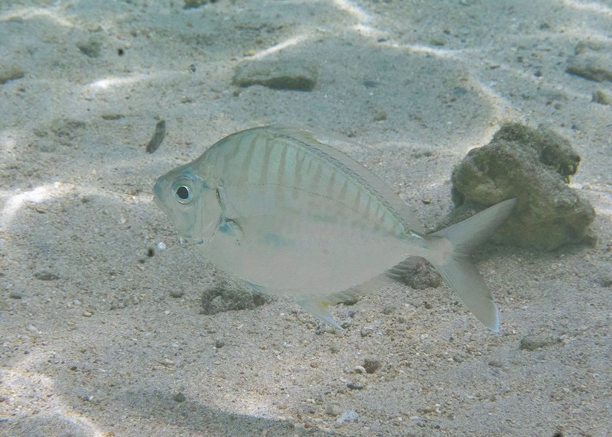 Aurigequula fasciata (Aurigequula fasciata) |commons:File:Aurigequula fasciata.jpg