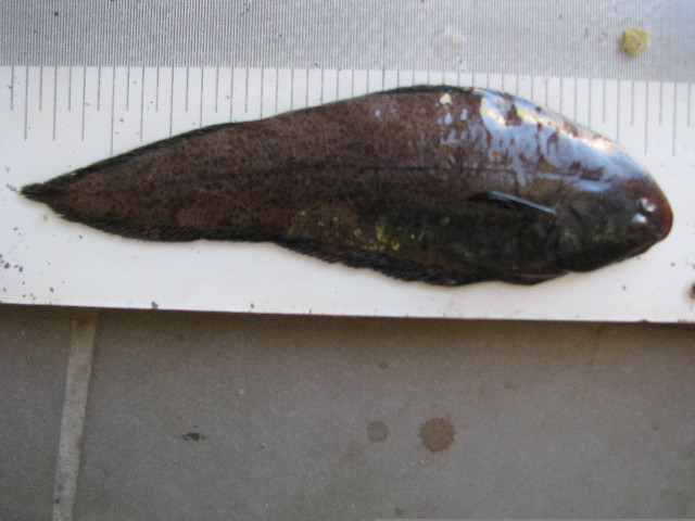 Austroglossus microlepis (Austroglossus microlepis) |commons:File:Austroglossus microlepis.jpg