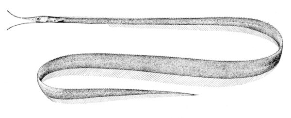 Avocet Snipe Eel (Avocettina infans) |commons:File:Avocettina infans.jpg