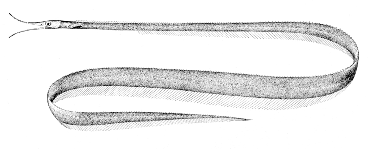 Avocet Snipe Eel (Avocettina infans) |commons:File:Avocettina infans.jpg