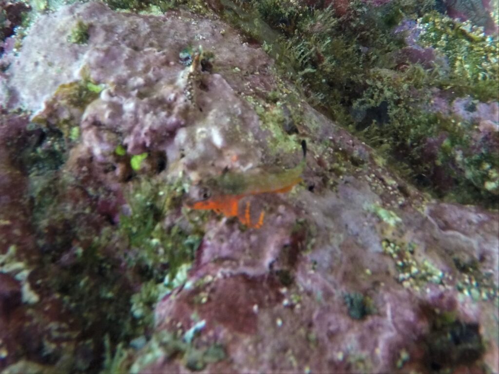 Axoclinus storeyae (Axoclinus storeyae) |commons:File:Axoclinus storeyae 109418842.jpg