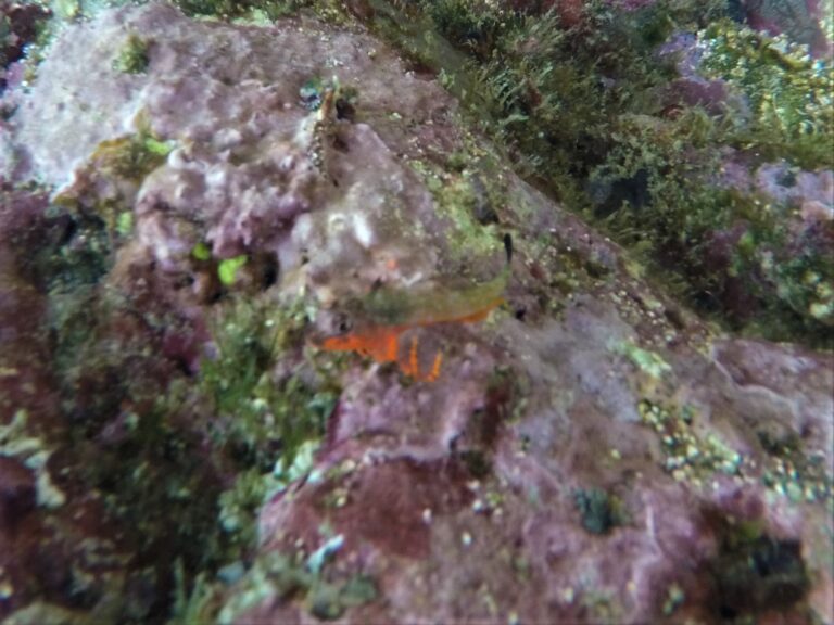 Axoclinus storeyae (Axoclinus storeyae) |commons:File:Axoclinus storeyae 109418842.jpg