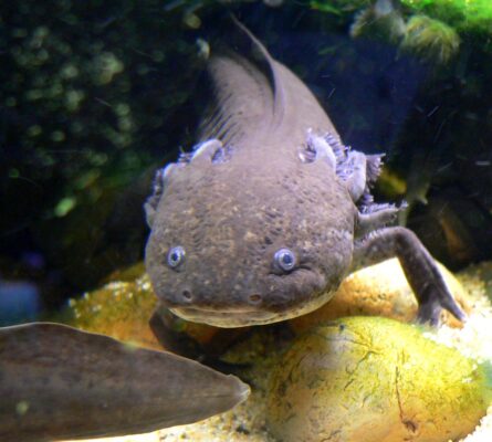Axolotl (Ambystoma mexicanum) |commons:File:Ambystoma mexicanum 1.jpg