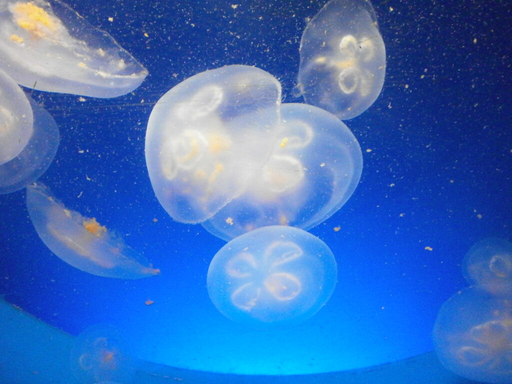 Ay Denizanası Aurelia aurita