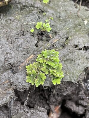 Azolla Caroliniana (Azolla caroliniana) |commons:File:Azolla caroliniana 198027168.jpg