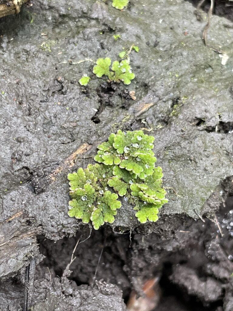 Azolla Caroliniana (Azolla caroliniana) |commons:File:Azolla caroliniana 198027168.jpg