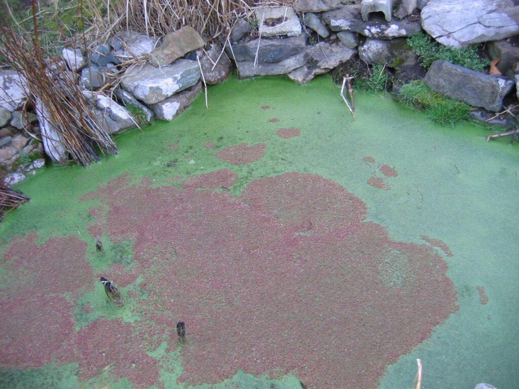 Azolla Cristata (Azolla cristata) |commons:File:Azolla cristata winter color 001.jpg