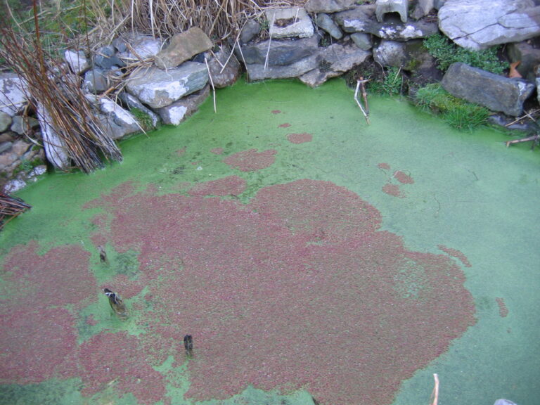 Azolla Cristata (Azolla cristata) |commons:File:Azolla cristata winter color 001.jpg
